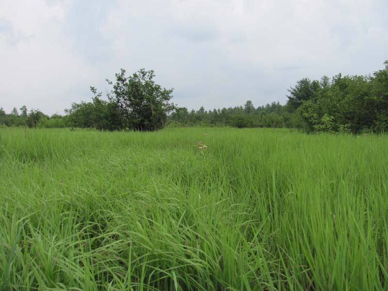 Bluejoint - Reed Canary Grass Marsh